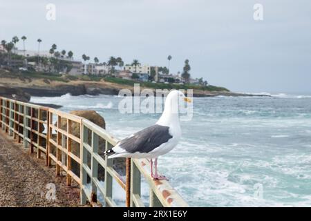 États-Unis Californie San Diego une mouette à l'océan / plage avec des palmiers en arrière-plan Banque D'Images