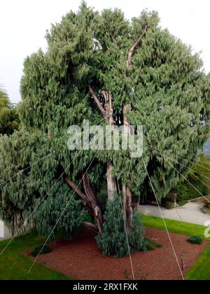 Vue de Cupressus cashmeriana, Isola Bella, Stresa., Italie Banque D'Images