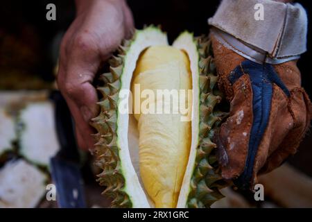 Éplucher le durian à la main du marchand Banque D'Images