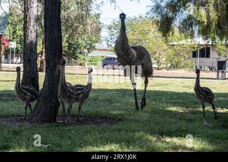 Emu et ses poussins marchant dans le centre de la ville à Longreach, dans l'ouest du Queensland en Australie Banque D'Images