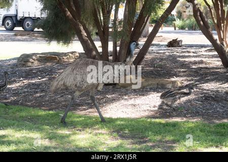 Emu et ses poussins marchant dans le centre de la ville à Longreach, dans l'ouest du Queensland en Australie Banque D'Images