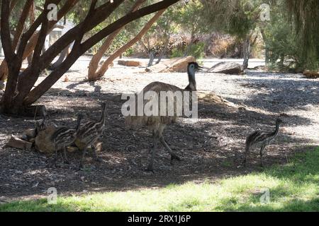 Emu et ses poussins marchant dans le centre de la ville à Longreach, dans l'ouest du Queensland en Australie Banque D'Images