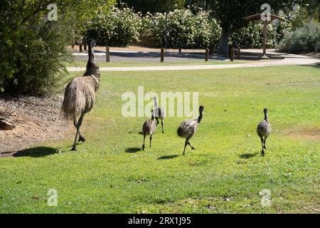 Emu et ses poussins marchant dans le centre de la ville à Longreach, dans l'ouest du Queensland en Australie Banque D'Images