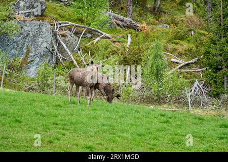 Orignal scandinave avec des bois debout sur un pré et gransant sur le bord d'une forêt en Norvège, Scandinavie. Banque D'Images