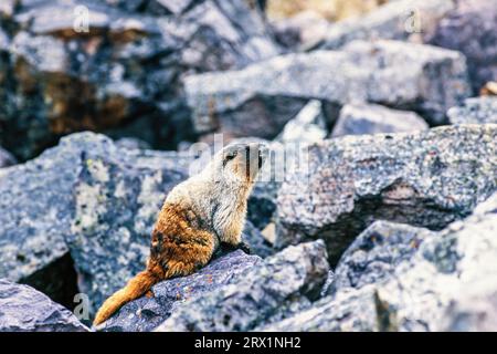 Marmotte de marmotte (Marmota caligata) sur un rocher dans les rocheuses canadiennes, parc national Banff, Alberta, Canada Banque D'Images