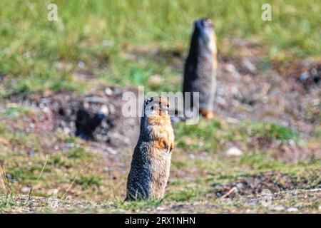 Les écureuils terrestres colombiens (Urocitellus columbianus) gardent à l'extérieur de leur terrier sur un pré, parc national Banff, Alberta, Canada Banque D'Images