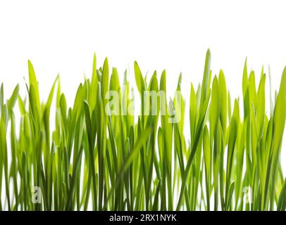 Les semis croissant d'orge verte petite Banque D'Images