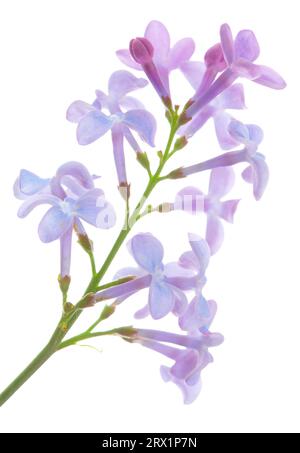 Le lilas commun (Syringa vulgaris) fleur en libre Banque D'Images