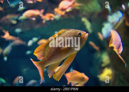 Anthias anthias, la perche marine à queue d'aronde ou poisson rouge marin, est une espèce de poisson marin à nageoires rayonnées de la famille des mérous et des bars de mer Serranidae Banque D'Images