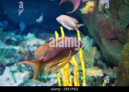 Anthias anthias, la perche marine à queue d'aronde ou poisson rouge marin, est une espèce de poisson marin à nageoires rayonnées de la famille des mérous et des bars de mer Serranidae Banque D'Images