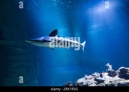 Le requin de récif à pointe noire est une espèce de requin requiem, dans la famille des Carcharhinidae, qui peut être facilement identifié par les pointes noires proéminentes Banque D'Images