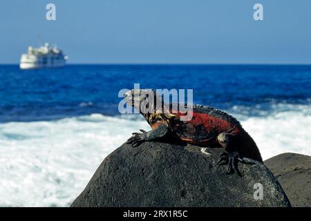 Lézard de mer se baignant au soleil sur la roche de lave, Galapagos Banque D'Images