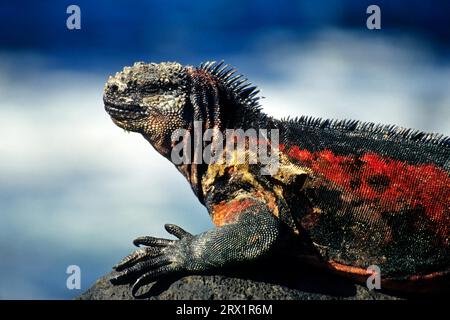 Lézard de mer se baignant au soleil sur la roche de lave, Galapagos Banque D'Images
