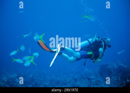 Plongeurs sur le récif avec des vivaneaux à queue jaune, Cayo Largo Cuba Banque D'Images