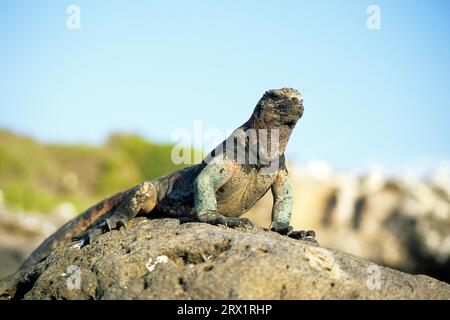 Lézard de mer se baignant au soleil sur la roche de lave, Galapagos Banque D'Images