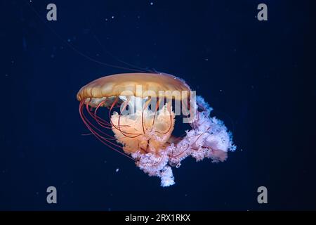 Chrysaora hysoscella, la méduse compas, est une espèce commune de méduse qui habite les eaux côtières dans les régions tempérées du nord-est Banque D'Images