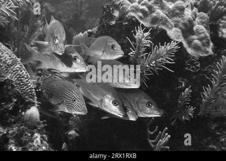 Maître d'école vivaneau et grognement français, Aquario, Cayo Largo Cuba, bw Banque D'Images