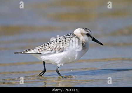 Sanderling (Calidris alba) pond 3 à 4 œufs dans une éraflure de sol (photo Sanderling en plumage non reproducteur) Banque D'Images