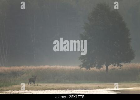 Cerf rouge, vieux cerfs matures mènent parfois une vie solitaire en dehors de l'ornière (photo cerf rouge (Cervus elaphus) debout rugissant devant un roseau Banque D'Images