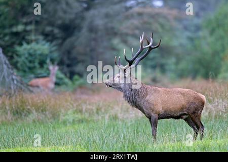 Cerf rouge (Cervus elaphus) les cerfs vieux et matures vivent parfois solitaires, mais sont aussi souvent accompagnés d'un conspécifique plus jeune (photo stag Banque D'Images