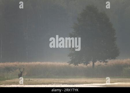 Cerfs rouges, vieux cerfs matures mènent parfois une vie solitaire en dehors de l'ornière (photo cerfs rouges (Cervus elaphus) avec souffle visible), cerfs rouges, ornières Banque D'Images