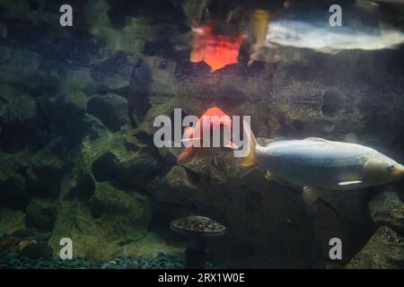 Les carpes koï ont été sélectionnées parmi les carpes communes pendant des siècles au Japon et en Chine. Ils sont réputés pour leur longévité, ils peuvent atteindre une vingtaine d’années Banque D'Images