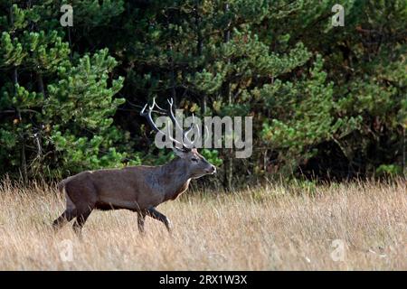 Cerf rouge (Cervus elaphus) le développement corporel des mâles se termine dans la 7e ou la 8e année de vie (cerf rouge de la photo), le cerf rouge ne tient que les cerfs matures Banque D'Images