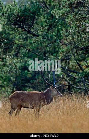 Cerf rouge (Cervus elaphus) les cerfs vieux et matures vivent parfois solitaires, mais sont aussi souvent accompagnés d'un conspécifique plus jeune (photo cerf rouge) Banque D'Images