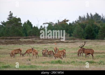 Cerf rouge (Cervus elaphus) le cerf supérieur ne joue pas un rôle de leader, le troupeau suit le chef même dans l'ornière (photo Brunftrudel et Roe Banque D'Images