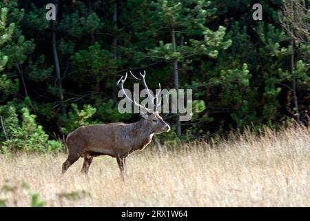 Cerf rouge (Cervus elaphus) le développement corporel des mâles se termine dans la 7e ou la 8e année de vie (cerf rouge de la photo), le cerf rouge ne tient que les cerfs matures Banque D'Images