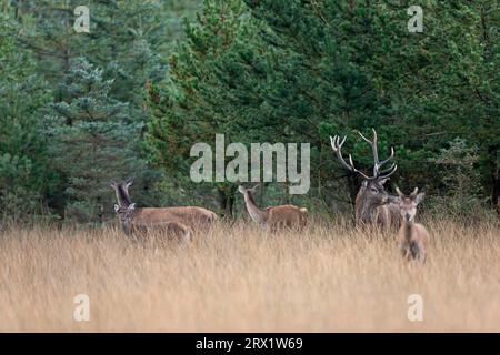 Cerf rouge (Cervus elaphus) les femelles s'accouplent habituellement à leur deuxième automne dans l'ornière (cerf photo) (cerf rouge) (biches et veau), cerf rouge les femelles Banque D'Images