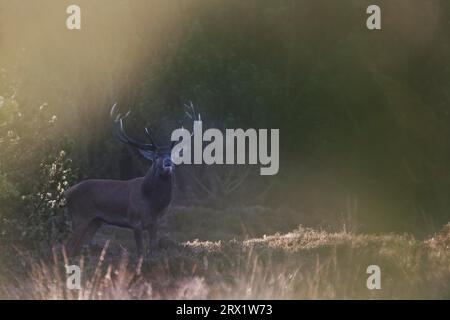 Cerf rouge (Cervus elaphus) les cerfs vieux et matures vivent parfois des vies solitaires, mais sont aussi souvent accompagnés d'un conspécifique plus jeune (photo Roaring Red Banque D'Images