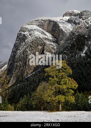 Érables (Acer) devant la montagne avec neige et brouillard en automne, terre d'érable Banque D'Images