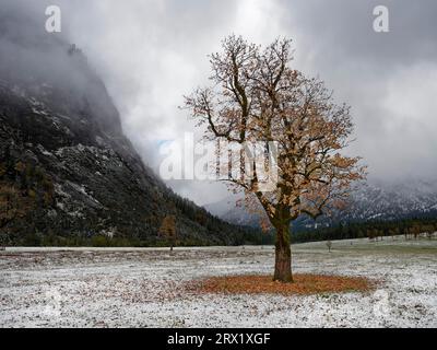 Érables (Acer) devant la montagne avec neige et brouillard en automne, terre d'érable Banque D'Images