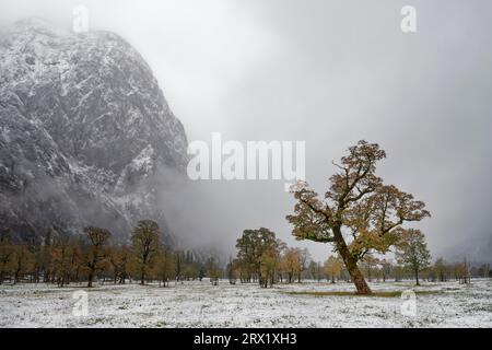 Érables (Acer) devant la montagne avec neige et brouillard en automne, terre d'érable Banque D'Images