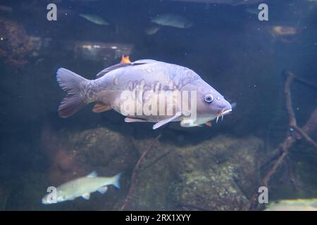 L'aquarium de Paris, la carpe eurasienne ou carpe européenne, largement connue sous le nom de carpe commune, est un poisson d'eau douce répandu des eaux eutrophes dans les lacs Banque D'Images