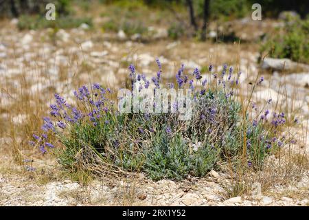 Floraison de lavande dans un champ de lavande Banque D'Images