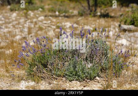 Floraison de lavande dans un champ de lavande Banque D'Images