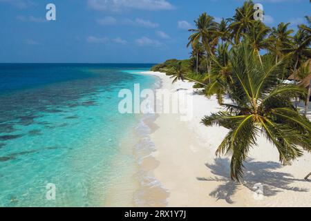 Vue de petites vagues douces se lavant sur la plage de sable blanc avec des graines de noix de coco (Cocos nucifera) palmier jetant de l'ombre sur la plage, gauche turquoise Banque D'Images