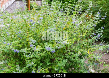 Caryopteris incana (Barbe Bleue) à la fin de l'été, jardin botanique, Sopron, Hongrie Banque D'Images