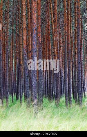 Forêt de pins et herbes en automne, Oberlausitz, Saxe Banque D'Images