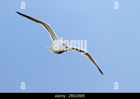 Les goélands argentés européens (Larus argentatus) ont un spectre alimentaire très large et sont très adaptables (photo de vol des goélands argentés d'oiseaux adultes dans Banque D'Images