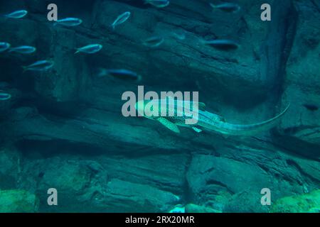 Le requin zèbre est une espèce de requin tapis et le seul membre de la famille des Stegostomatidae. On le trouve dans tout l'Indo-Pacifique tropical Banque D'Images