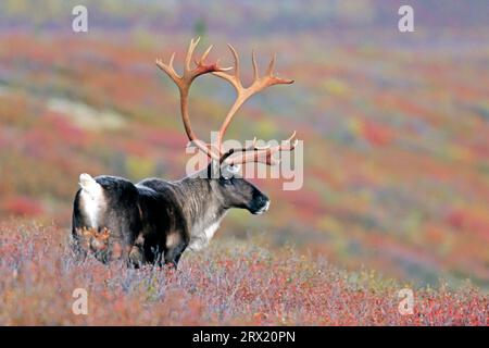 Renne (Rangifer tarandus), la croissance des nouveaux bois commence au printemps chez les mâles (Caribou d'Alaska) (photo mâle Caribou dans la toundra) Banque D'Images