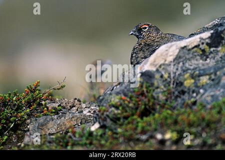 Rock Ptarmigan (Lagopus) est camouflé de façon saisonnière, ses plumes passent du blanc en hiver au brun grisâtre au printemps ou en été (Snow Chicken) Banque D'Images