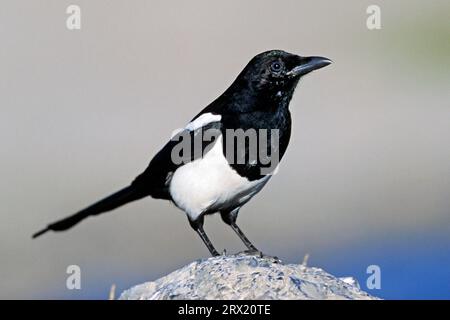 Hudsonian Magpie préfère les habitats ouverts avec des îles forestières dispersées (photo Hudsonian Magpie (Pica hudsonia) oiseau juvénile sur un rocher), à bec noir Banque D'Images