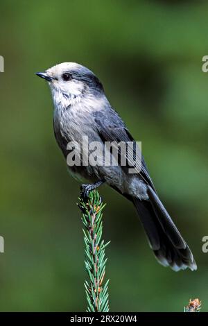 jay gris (Perisoreus canadensis), l'aire de répartition naturelle est une grande partie du continent nord-américain (photo Jay gris adulte sur un épinette), Jay gris Banque D'Images