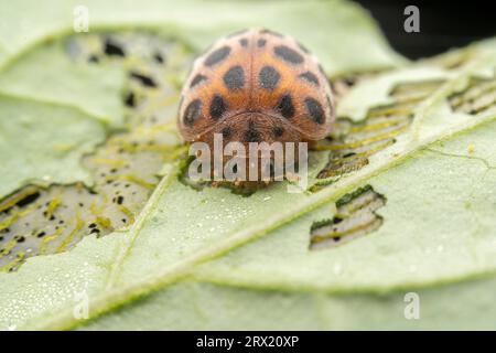 henosepilachna vigintioctomaculata à l'état sauvage Banque D'Images