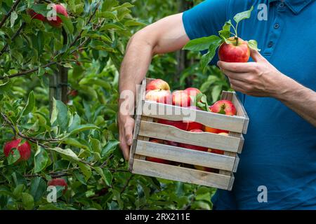 Récolte dans le verger de pommiers, homme ramassant des pommes rouges dans la boîte en bois Banque D'Images