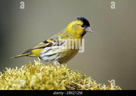 Siskin eurasien (Carduelis spinus), seule la femelle incube les œufs (Siskin) (oiseau mâle photo) Banque D'Images